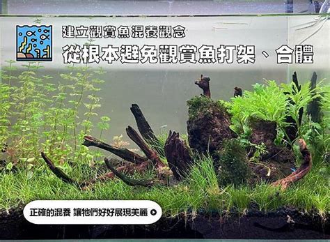 底層魚推薦|千萬別亂買！建立觀賞魚混養觀念｜水族箱姊弟－水族箱裡的那對 